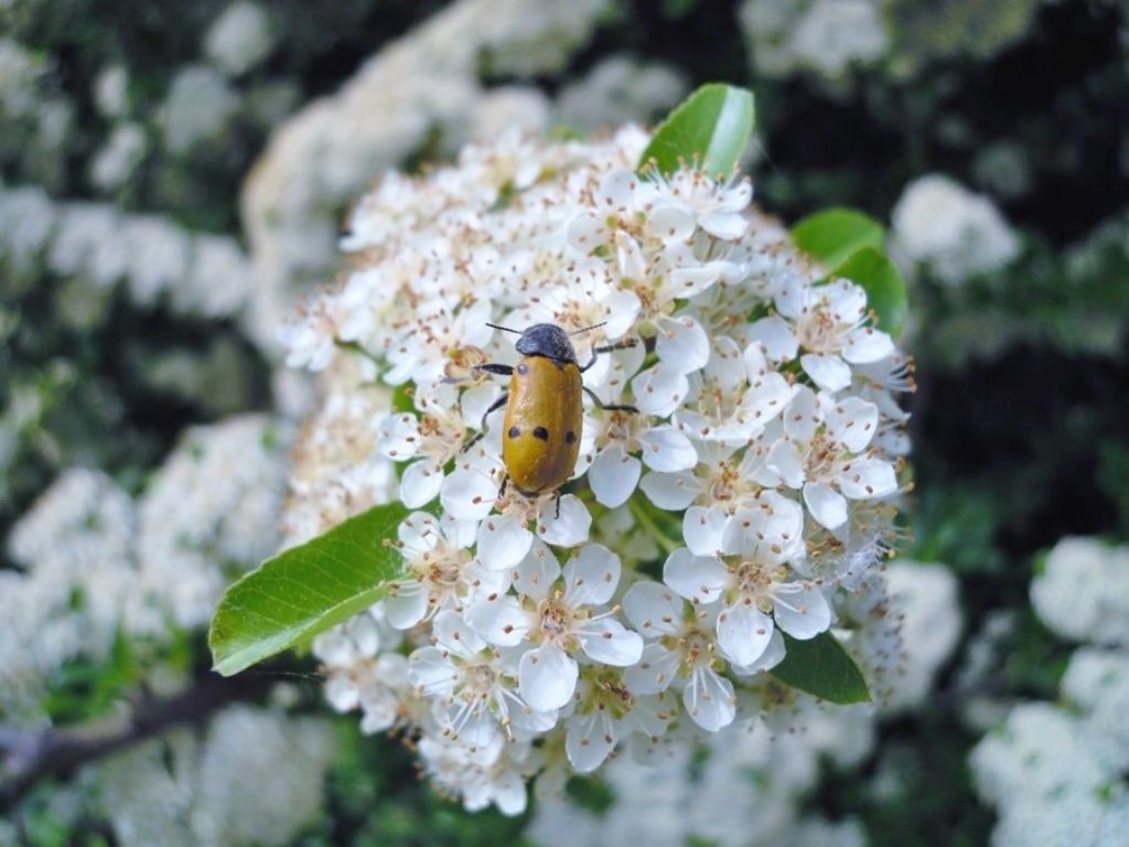 Chrysomelidae: info su Lachnaia spp.